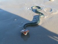 ameland2012 f1 tag3 074