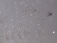 ameland2014 f1 tag3 132