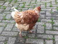 ameland2015 f1 tag5 160