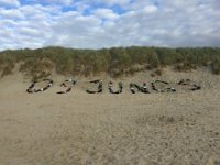 ameland2015 f1 tag7 223