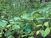 ameland2019 f1 tag5 134