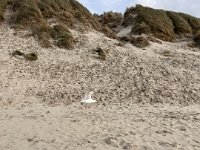 ameland2023 f1 tag5 047